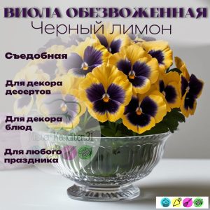 Виола обезвоженная объемная "Черный лимон", 3 шт.